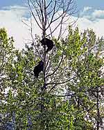Bears have climbed tree for daily play
