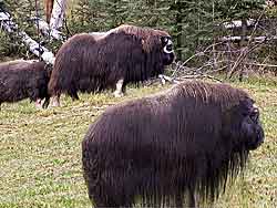 Musk Ox creates 500 pounds of Quivet yarn per year - softest yarn in world