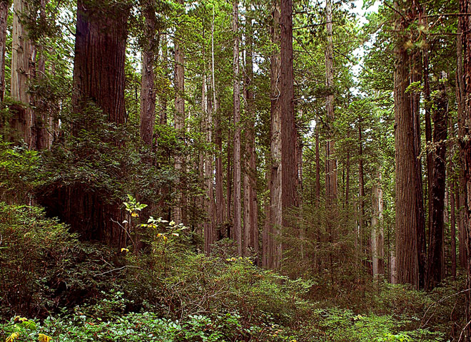 California Redwood National Forest