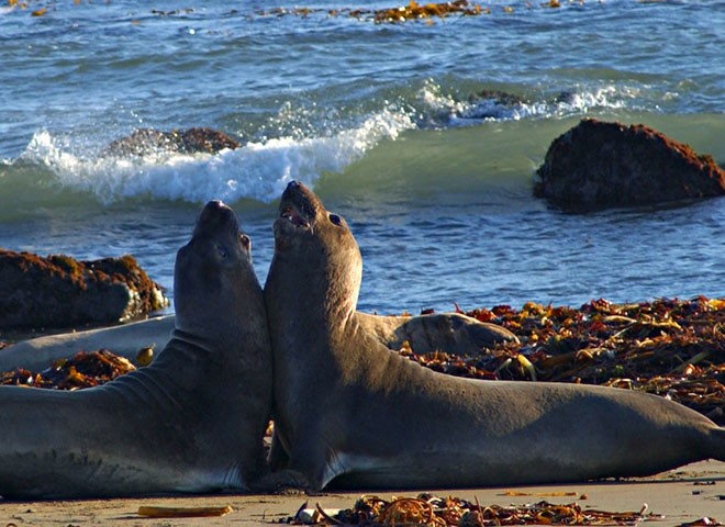 California scenic beach,elephant seals