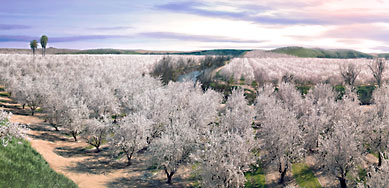 California's Central Valley Almond Fields in bloom
