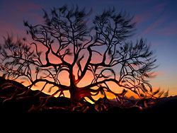 Abstract Art Work Sunset Oak Tree