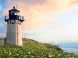 Montara Lighthouse hostel and Wildflowers
