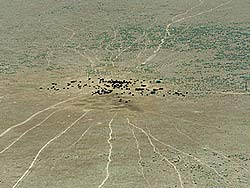 aerial photographs of Central Washington - Cow trails leading cows to water
