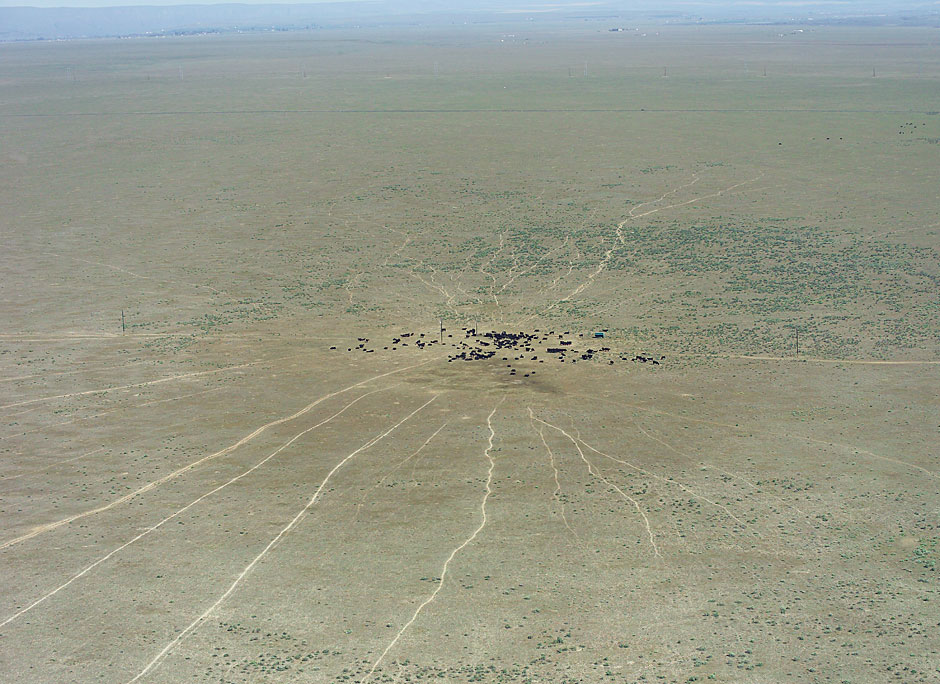 Buy this aerial photograph Cow trails leading cows to water picture