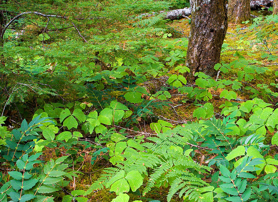 Buy this The Forest Floor of Gifford Pinchot National Forest picture