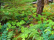 Gifford Pinchot NF: The Forest Floor of Gifford Pinchot National Forest