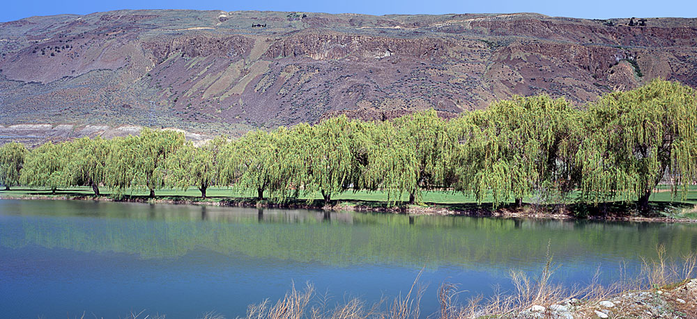 Buy this Willows Reflected in pond made by Columbia River Rock Island Dam picture