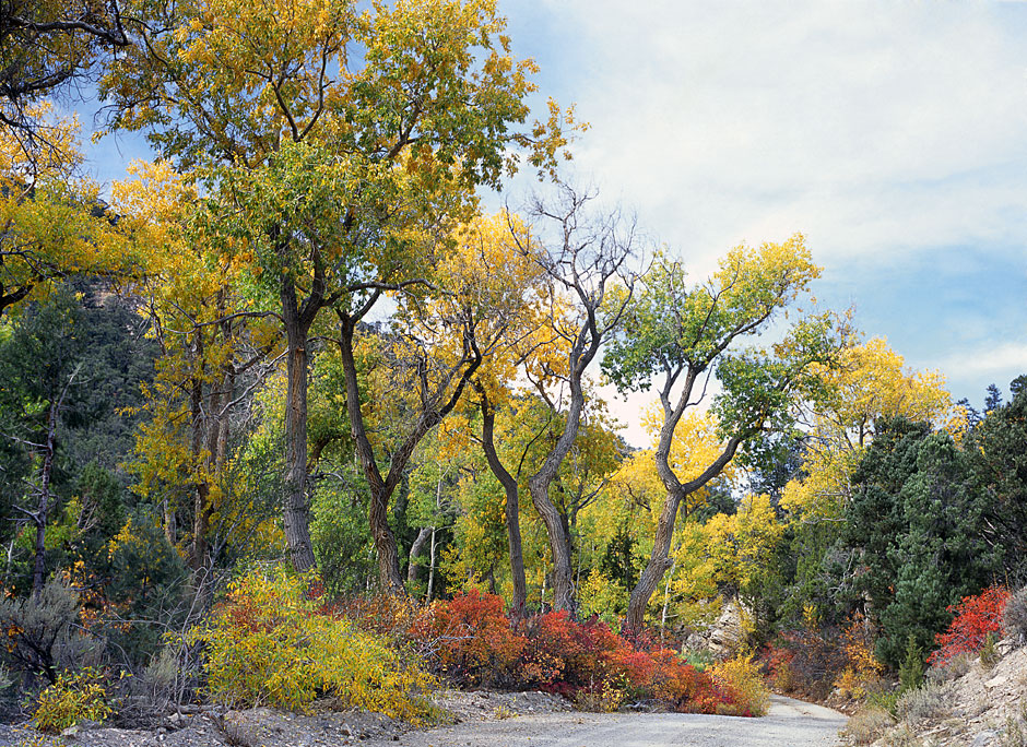 Buy this Nevada Great Basin National Park; Cottonwoods on Snake Creek Road picture