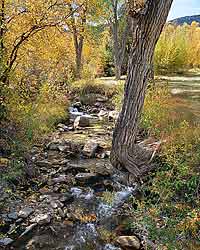 Snake Creek and Cottonwoods