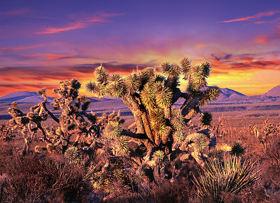 Buy this Mojave Desert Sunset Cholla Cactus (Avawatz Mountains) picture