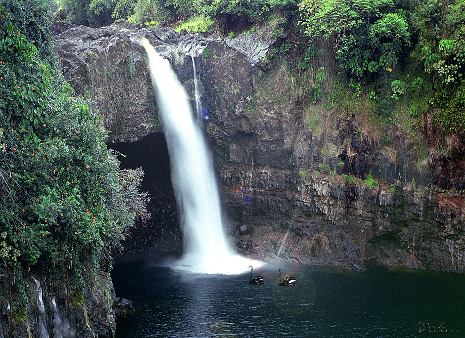 Buy this Black Swans bathe in Rainbow Falls on the Hawaii, the Big Isle picture