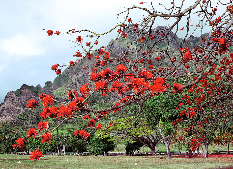Buy this Kualoa Park in Oahu, Hawaii picture
