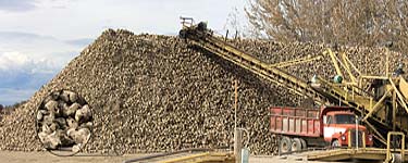 Harvest of Sugar Beets Grown in Magic Valley - includes closeup