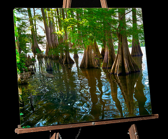Lousiana Bayou Painting;Cypress Trees in Lake Providence with Alligator