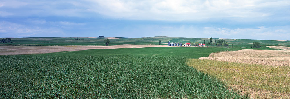 Buy this Havre Montana wheat field in Northern Montana photograph
