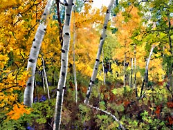 Aspens on Looking Glass Hill near Glacier National Park