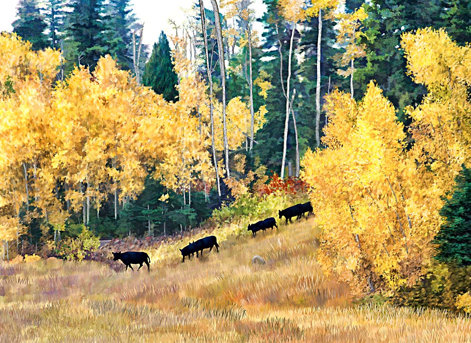 Autumn leaves with black cows going to Looking Glass Hill Road in Montana