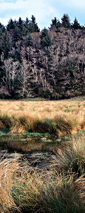 Rushes at Cape Blanco State Park-Part 2