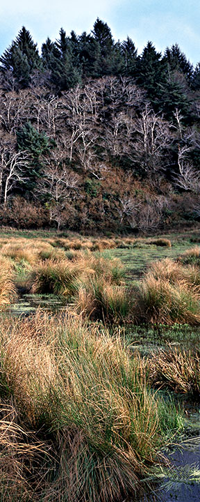 Rushes at Cape Blanco State Park-Part 3