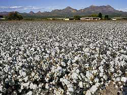 Las Cruces (southern New Mexico) has beautiful cotton to harvest