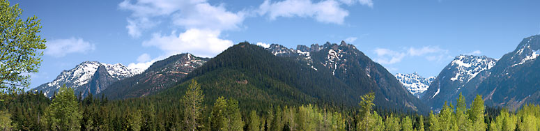Snoqualmie Pass Forest Picture