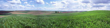 Home on the Palouse with Wheat Field