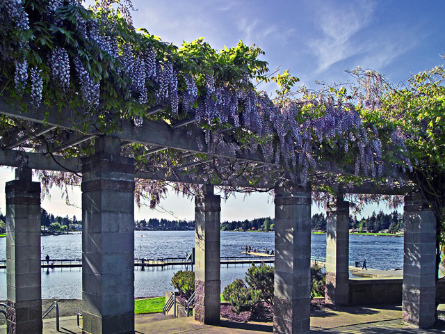 Fragrant Wisteria on Lake Meridian at Lake Meridian Park, Kent, Washington