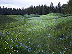 Mima Mounds Huge Gopher mounds (S of Olympia) have puzzled scientists since the 1800's