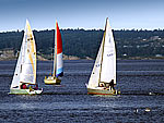 Three sailboats on Puget Sound