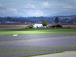 Blue Diamond Iris farm in Skagit Valley Washington
