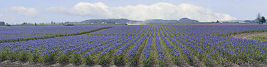 On McClean Road - Blue Diamond Irises; enroute of Skagit Valley Tulip Festival