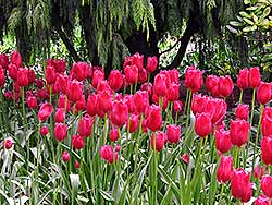 Burgundy Lace Tulips; Roozengaarde Display Gardens