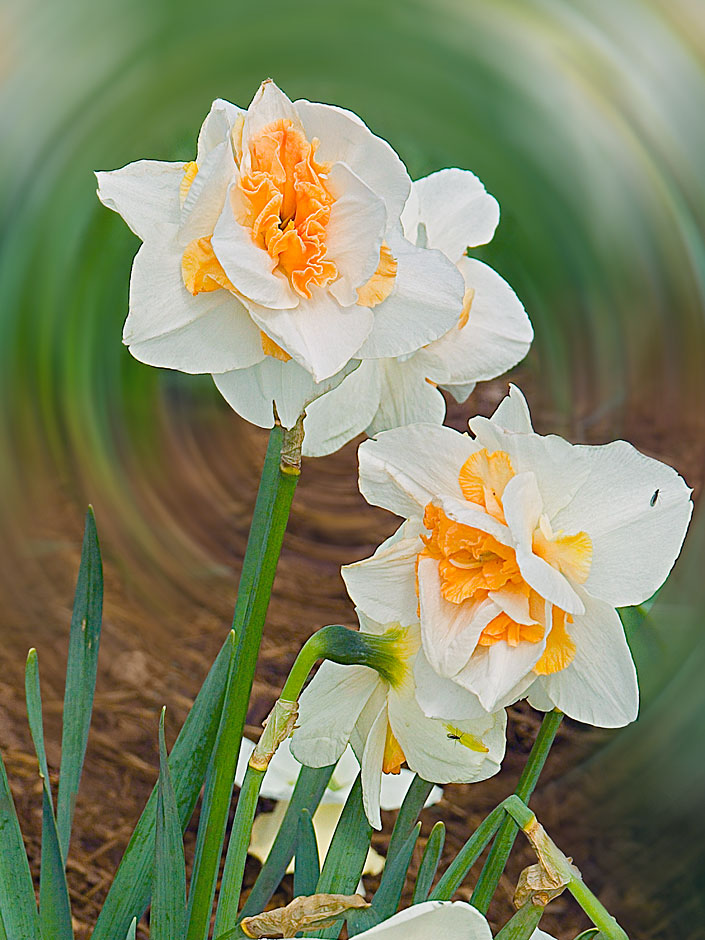 Buy this Unique Daffodils abound photograph