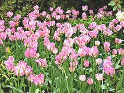 Pink Tulips on display in Roozengaarde Garden