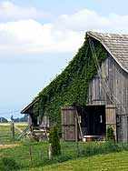 Barn covered with ivy in Skagit Valley Washington