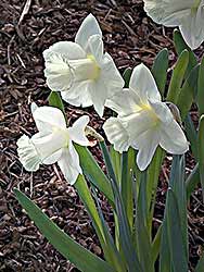 The purest white daffodil
