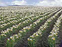 A sea of white iris - Apollo Iris - Skagit Valley Washington
