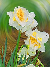Unique Daffodils abound