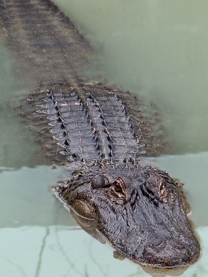 Buy this American Alligator - endangered as this fresh water creature looks too much like the dreaded Crocodile photograph