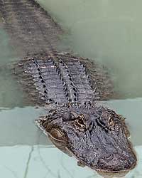 American Alligator - endangered as this fresh water creature looks too much like the dreaded Crocodile