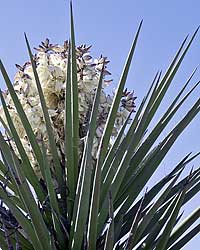 Yucca Flower in Chihuahuan Desert