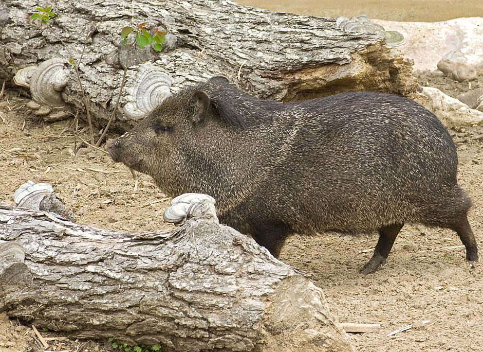 Buy this Javelina (Collared Peccary) Texas Zoo in Victoria photograph