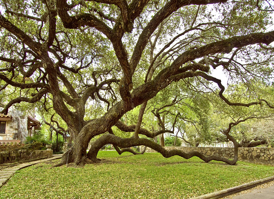 Buy this Live Oak Tree in Victoria Texas photograph
