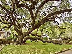 Live Oak Tree in Victoria Texas