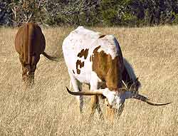 Longhorn Cattle are extremely hearty and have a gentle disposition