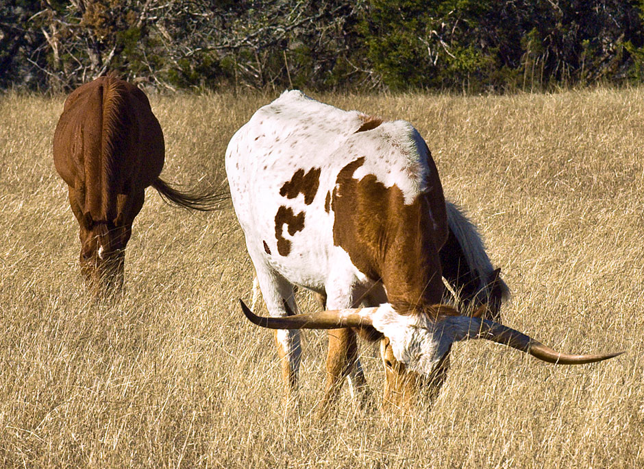 Buy this Longhorn Cattle are extremely hearty and have a gentle disposition photograph