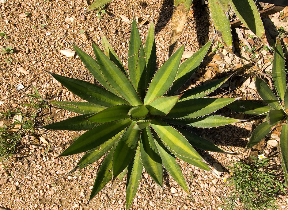 Buy this Thorn Crested Agave...native to Texas...Lady Bird Johnson Wildflower Center photograph