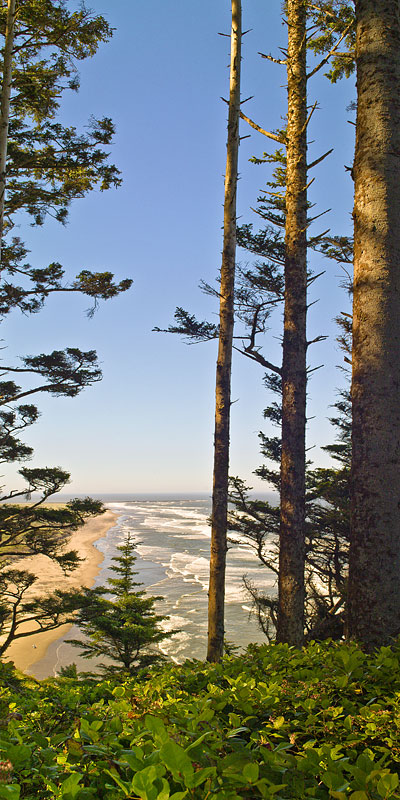 Vertical Panorama of North Head State Park in Washington