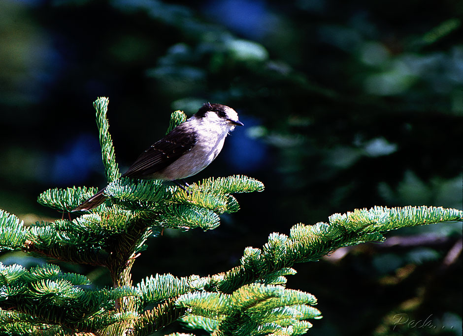 Buy this Canada Jay Bird wildlife photograph